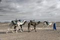 ERG CHIGAGA  MOROCCO - OCTOBER 20 2020: Camel caravan in Sahara Desert  Africa. Royalty Free Stock Photo