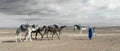 ERG CHIGAGA, MOROCCO - OCTOBER 20 2020: Camel caravan in Sahara Desert, Africa.