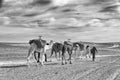 ERG CHIGAGA  MOROCCO - OCTOBER 20 2020: Camel caravan in Sahara Desert  Africa. Royalty Free Stock Photo