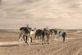 ERG CHIGAGA MOROCCO - OCTOBER 20 2020: Camel caravan in Sahara Desert Africa.