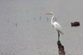 Erget Stands on a Lake Stump Royalty Free Stock Photo