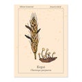 Ergot fungi Claviceps purpurea , medicinal plant Royalty Free Stock Photo