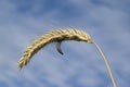 Ergot fungus Claviceps purpurea