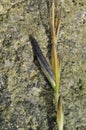 Ergot fungus on grass Royalty Free Stock Photo