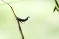 Ergot on plant Royalty Free Stock Photo