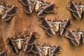 Eri silkmoths, Samia ricini, with open wings, on wooden surface Royalty Free Stock Photo