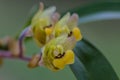 Eria amica orchid in nature