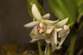 Eria coronaria, Species of orchid. Durgapur village