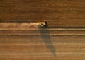 erial view on combine harvester working in field. Agriculture machine gathers the wheat at sunset. Combine harvester harvesting