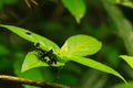 Erianthus serratus Royalty Free Stock Photo