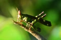 Erianthus serratus The Monkey grasshoppers Royalty Free Stock Photo