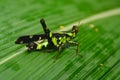 Erianthus serratus The Monkey grasshoppers Royalty Free Stock Photo