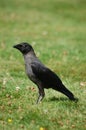 Eric the Jackdaw Royalty Free Stock Photo