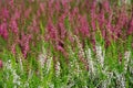 Many Erica flowers