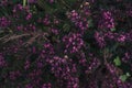 Erica carnea in bloom