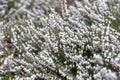 Erica carnea, flowering subshrub plant also known as Springwood White, Winter Heath, Snow Heath, and Heather Royalty Free Stock Photo