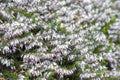 Erica carnea, flowering subshrub plant also known as Springwood White, Winter Heath, Snow Heath, and Heather Royalty Free Stock Photo