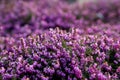 Erica carnea spring alpine heath violet flowers on a sunny day Royalty Free Stock Photo