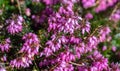 Erica carnea winter heath, winter-flowering heather, spring alpine heath pink Flowers