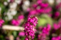 Erica carnea - winter heath, winter flowering heather, spring heath, alpine heath. Close-up of heather Royalty Free Stock Photo