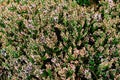 Erica cinerea