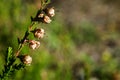 Erica cinerea macro Royalty Free Stock Photo