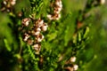 Erica cinerea macro Royalty Free Stock Photo