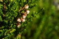 Erica cinerea macro Royalty Free Stock Photo