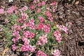 Bell heather Royalty Free Stock Photo