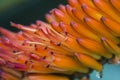 Erica flower closeup of fynbos flowerErica grandiflora