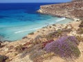 Erica flower on the Lampedusa island in Italy Royalty Free Stock Photo