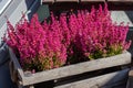 Erica graceful flowers in a wooden box. Garden decoration with blossom heather, pink bright little flowers