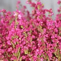 Erica gracilis