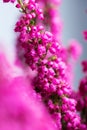 Erica gracilis- winter heather in full blossom, closeup Royalty Free Stock Photo