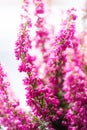 Erica gracilis- winter heather in full blossom, closeup Royalty Free Stock Photo