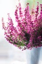 Erica gracilis- winter heather in full blossom Royalty Free Stock Photo