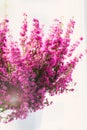 Erica gracilis- winter heather in full blossom