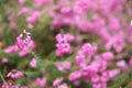 Erica herbacae - selective focus flower background