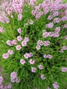 Erica lilac bushes in the garden. Royalty Free Stock Photo