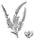 Erica vulgaris or Common Heather. Vintage engraving