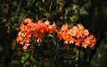 Ericaceae vireya rhododendron hybrid flowers. It's called 1000 year rose at Doi Chang Mub Mae Fa Luang Arboretum Royalty Free Stock Photo