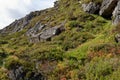 Ericaceous Plants in Chalamain Gap, Cairngorm Mountains, Highland Scotland Bilberry - Vaccinium myrtillus, Blaeberry or Royalty Free Stock Photo