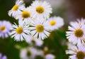 Erigeron Alpinus Royalty Free Stock Photo