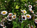 Beautiful flowers of Erigeron Alpinus in the park.