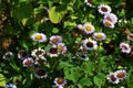 Beautiful flowers of Erigeron Alpinus in the park. Royalty Free Stock Photo