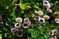 Beautiful flowers of Erigeron Alpinus in the park. Royalty Free Stock Photo