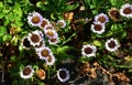 Beautiful flowers of Erigeron Alpinus in the park.