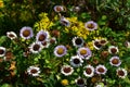 Beautiful flowers of Erigeron Alpinus in the park.