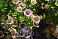 Beautiful flowers of Erigeron Alpinus in the park. Royalty Free Stock Photo