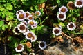 Beautiful flowers of Erigeron Alpinus in the park.